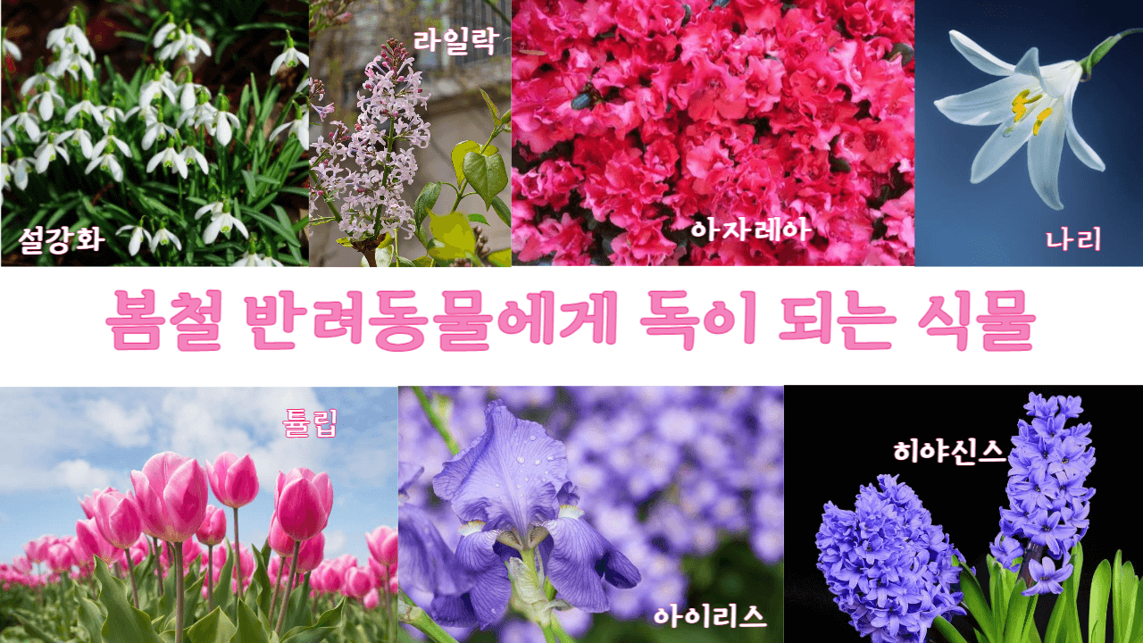 봄철 반려견 건강 지키기 2 반려동물에게-독이-되는-식물