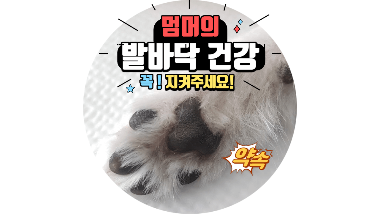 겨울철 건조한 날씨에 발바닥 건강 꼭 챙기세멍! 3 ywAAAAAAQABAAACAUwAOw==