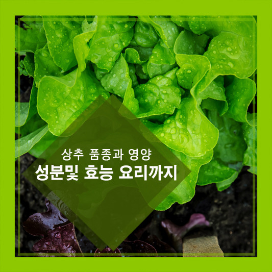 상추 품종과 영양성분및 효능 요리까지