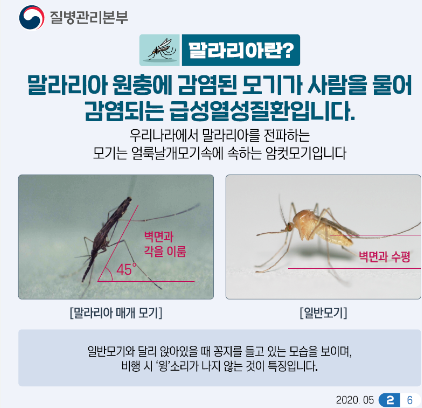 사방알바르모기 (Anopheles sinensis) 학질 말라리아모기