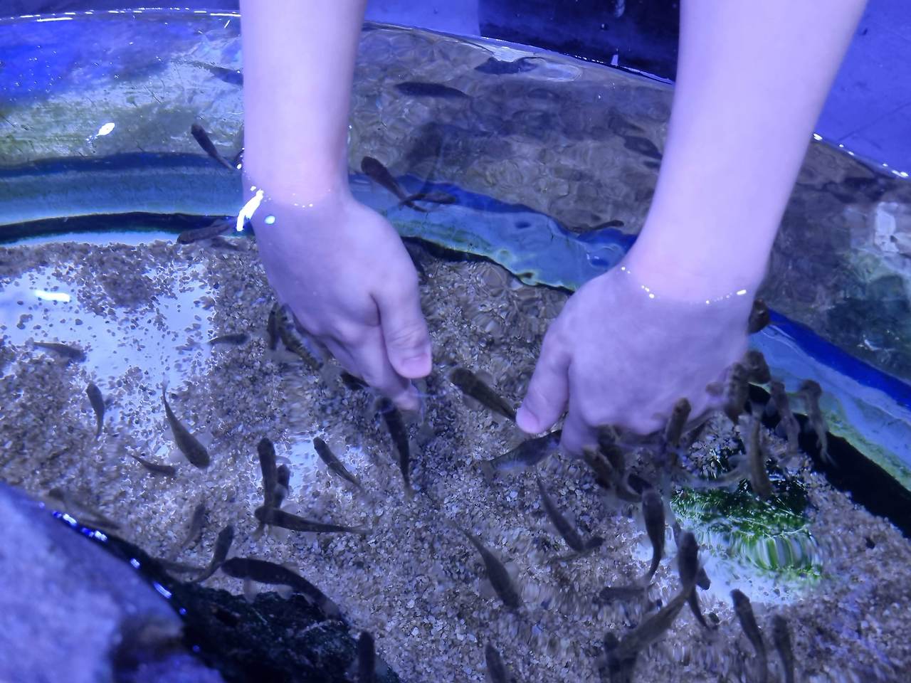고양스타필드 매직플로우 아쿠아리움 수족관카페 후기 16 ywAAAAAAQABAAACAUwAOw==