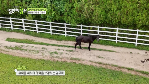 근대 5종 국가대표 전웅태 선수 코치였다는 승마계 오은영 | 인스티즈