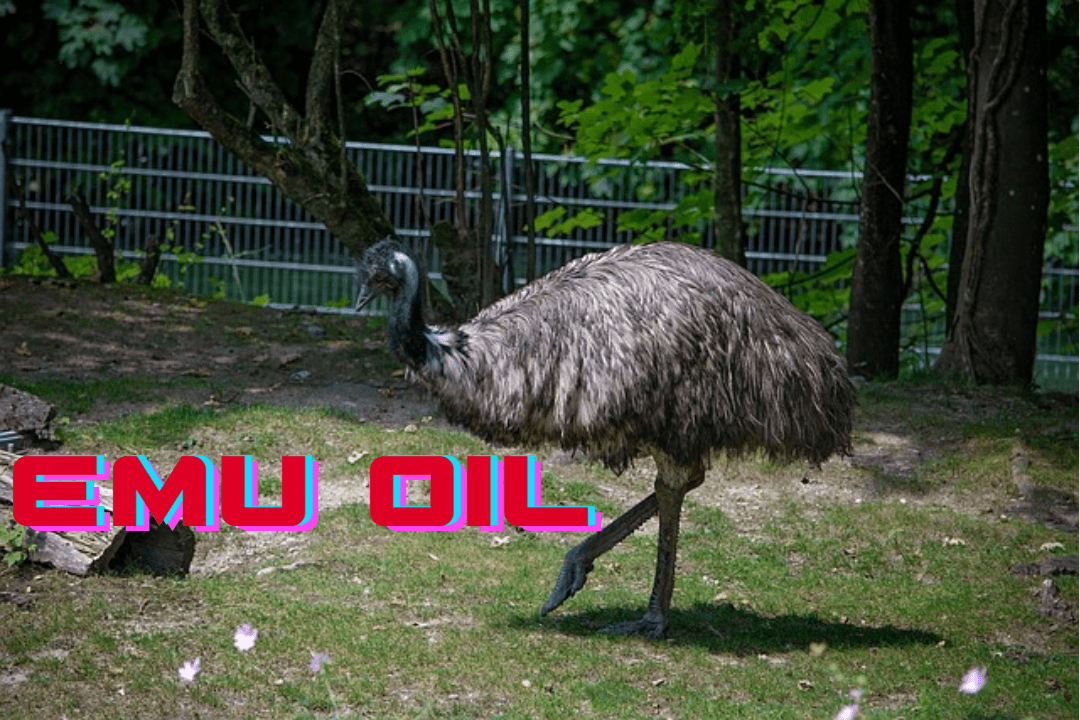 천연 만능 오일, 에뮤 오일의 놀라운 효능 1 emu oil