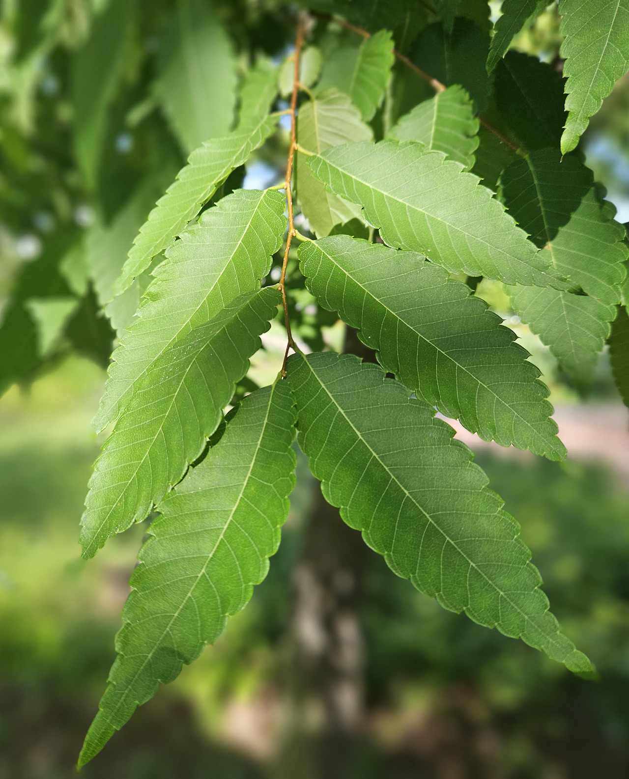 느티나무 (Sawleaf zelkova)
