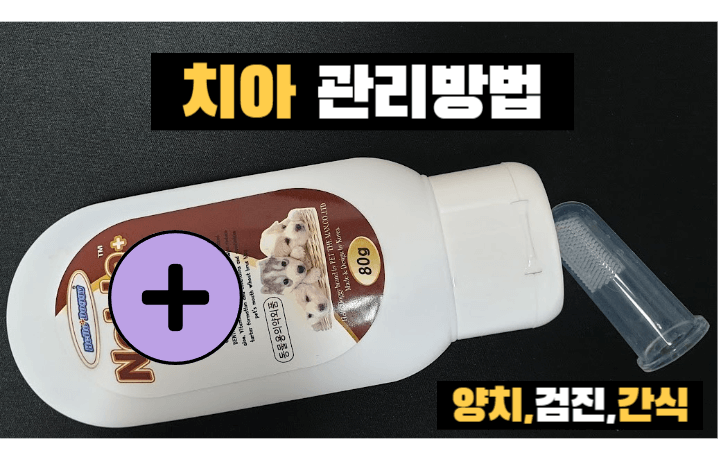 강아지 수명 연장의 필수 조건 : 치아 건강 관리의 중요성은? 3 ywAAAAAAQABAAACAUwAOw==