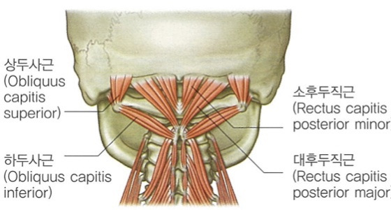 1. 근막경선해부학 - 표면후방선(The superficial back line)