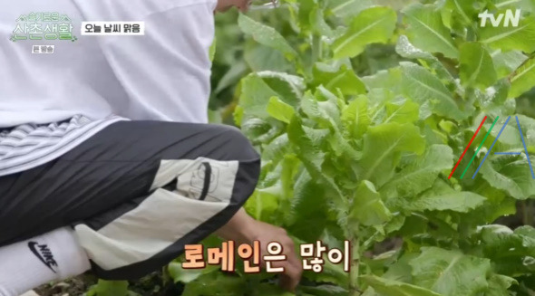 슬기로운산촌생활 상추겉절이 만들기 레시피 3 ywAAAAAAQABAAACAUwAOw==