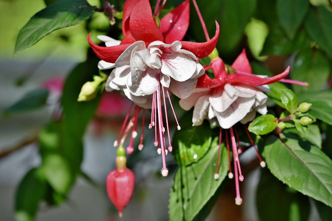 Fuchsias for Hanging Baskets Top Varieties and ClimateSpecific Tips