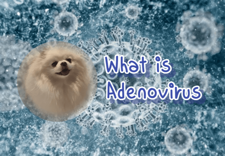강아지 전염성 간염: 아데노바이러스(Adenovirus) 1 Adenovirus