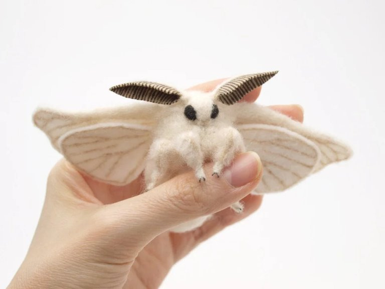 [곤충 백과] 베네수엘라 푸들 나방 Venezuelan Poodle Moth