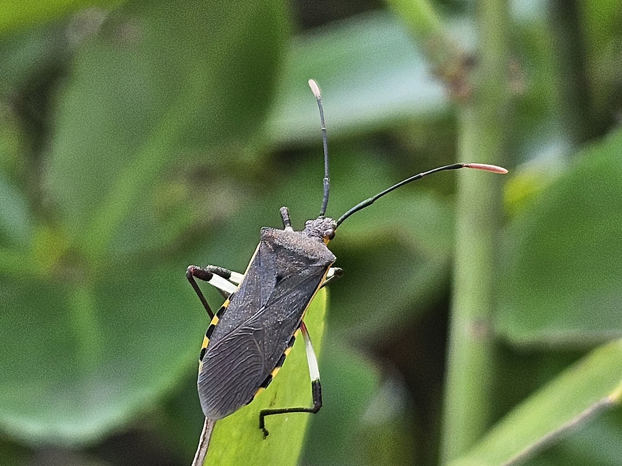 노랑배허리노린재 (Plinachtus bicoloripes)