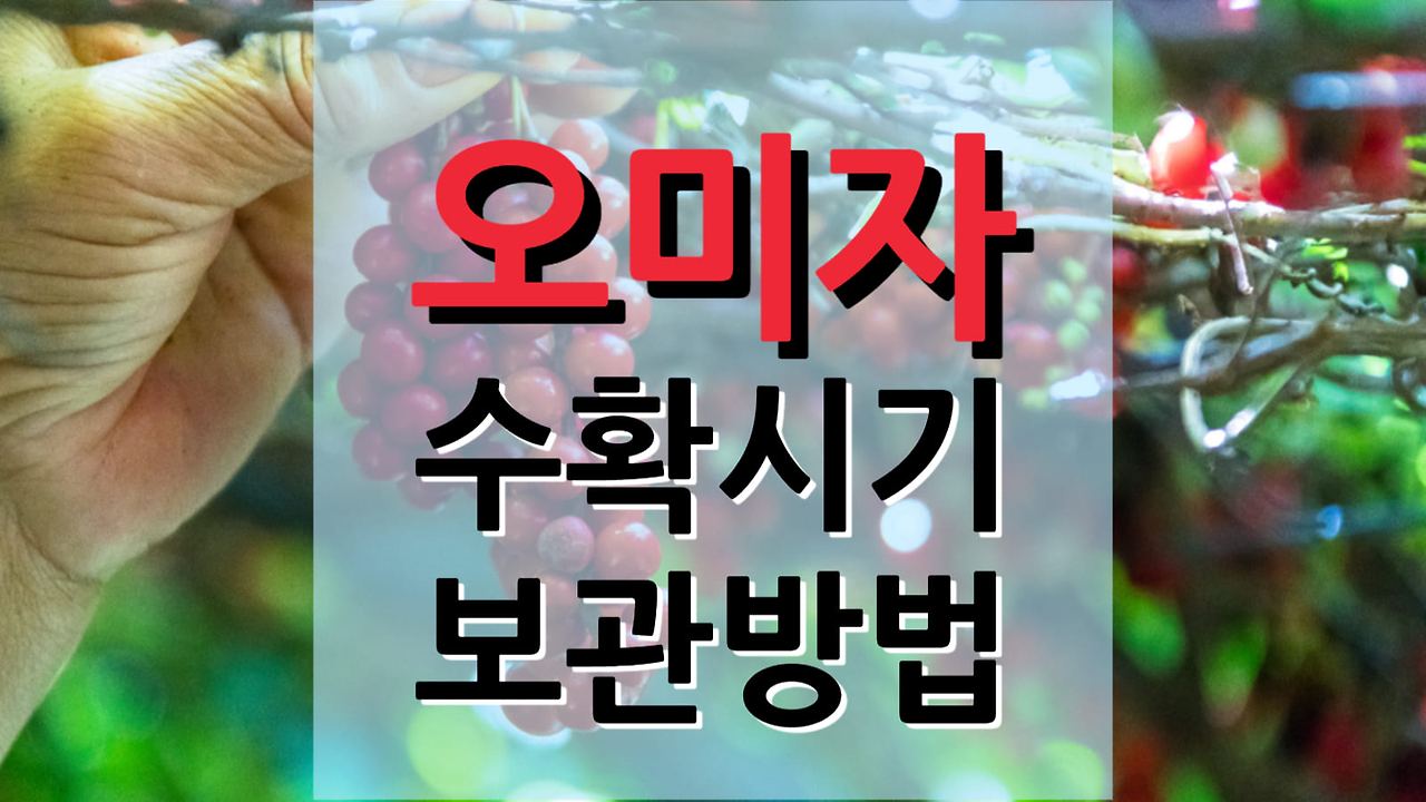오미자 수확 시기 및 보관 방법