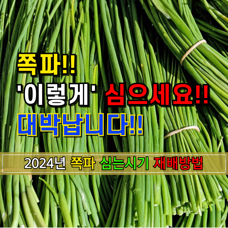 2024년 쪽파 심는 시기 및 재배방법 알아보기