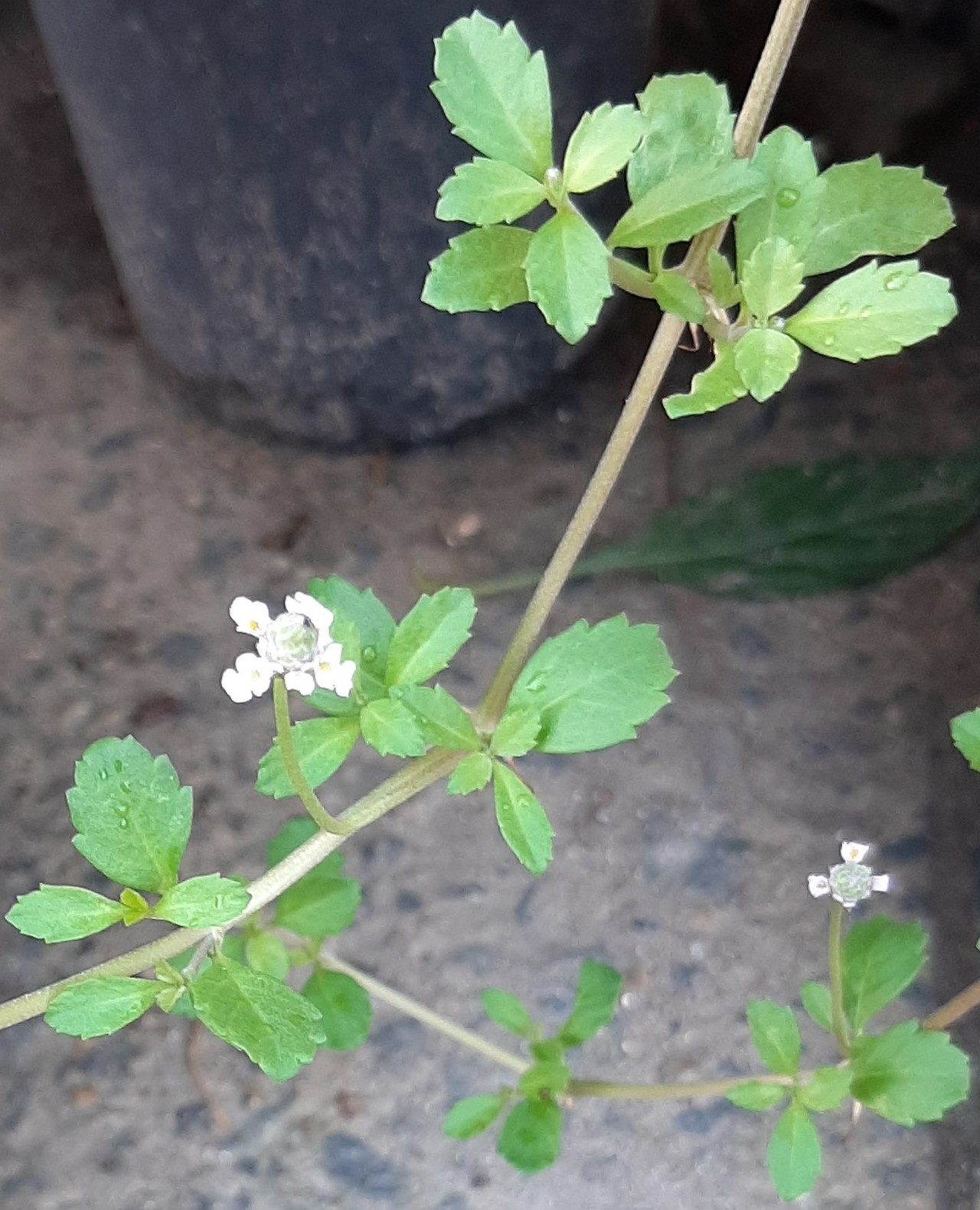  Phyla Nodiflora L Greene