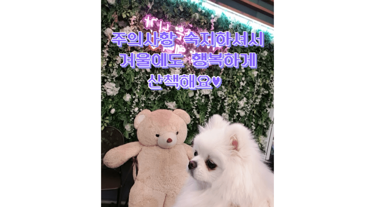 날씨도 추운데 산책 괜찮을까? : 겨울 철 걸리기 쉬운 질병과 산책 온도 정리 3 ywAAAAAAQABAAACAUwAOw==