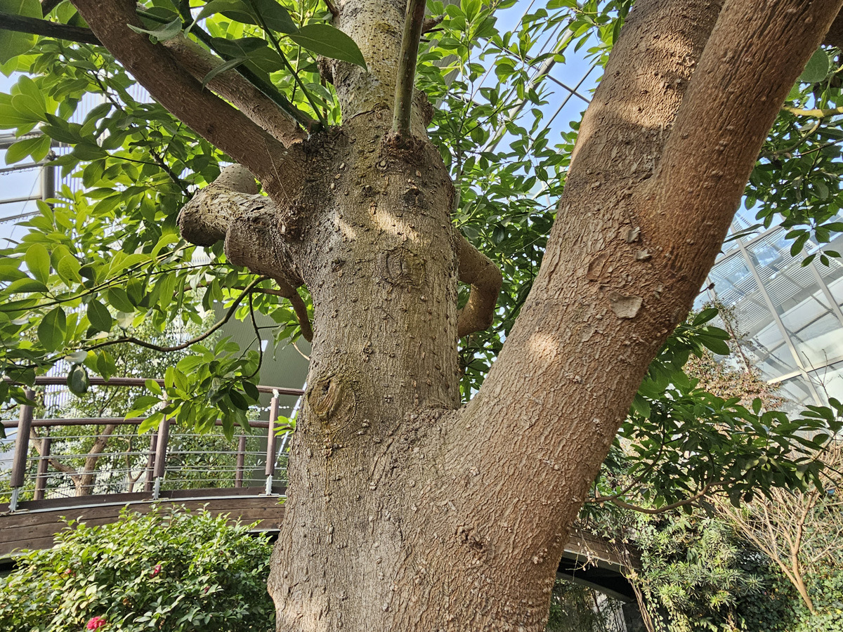 후박나무 (common machilus)