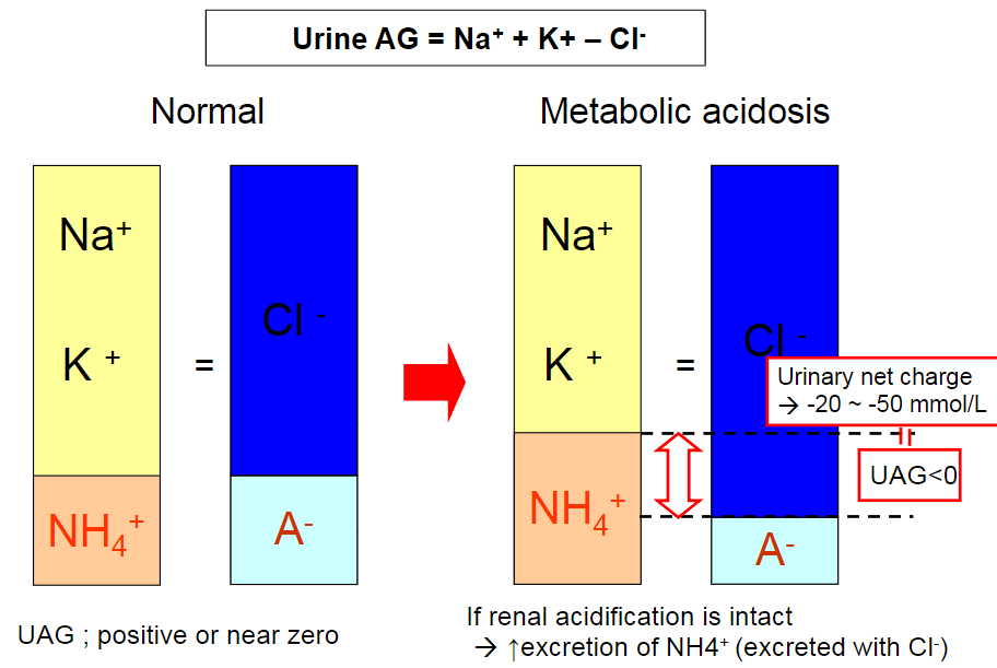 Urine Anion Gap + Urine Osmolal Gap 계산기