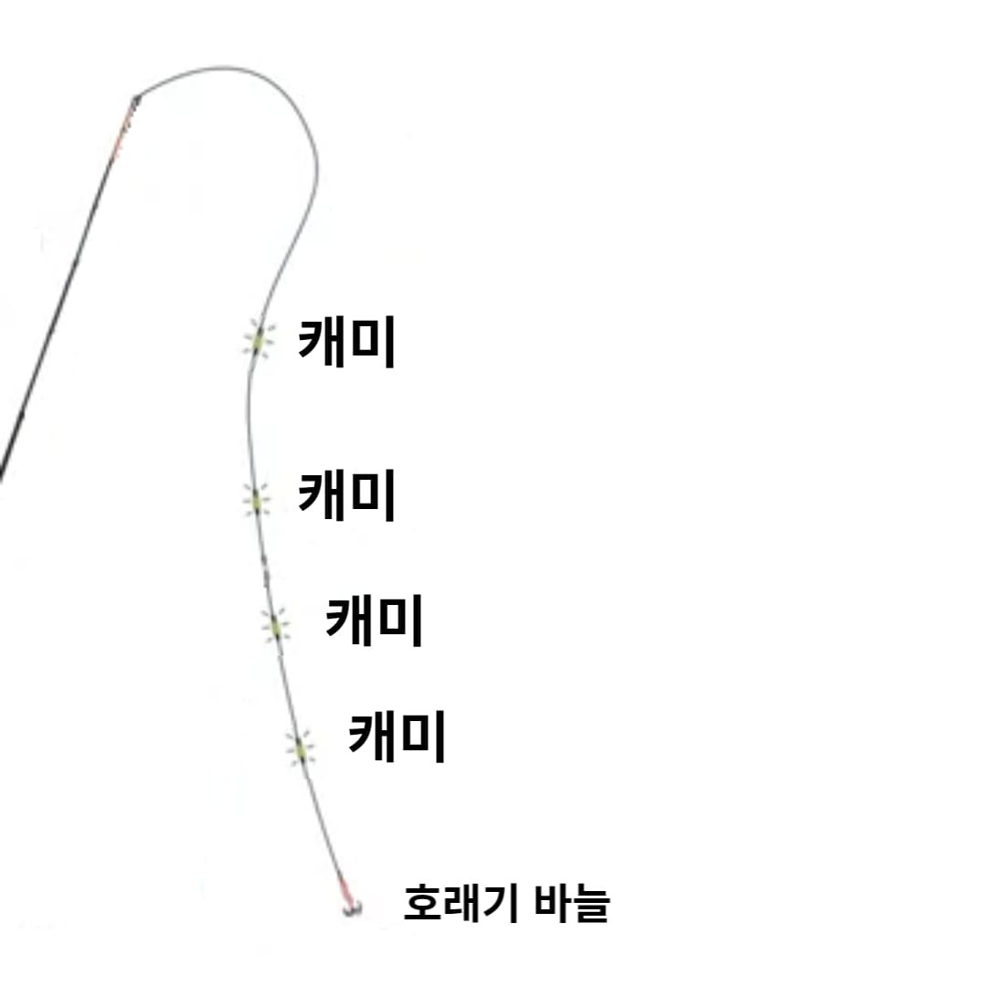 호래기낚시 입문하기-준비와 팁