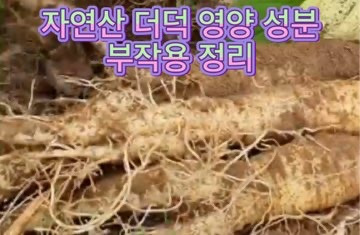 자연산 더덕즙 효능 더덕청 효과 더덕주 부작용 정리