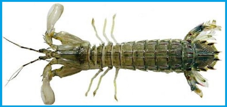 갯가재 요리와 제철, 손질부터 먹는 법까지