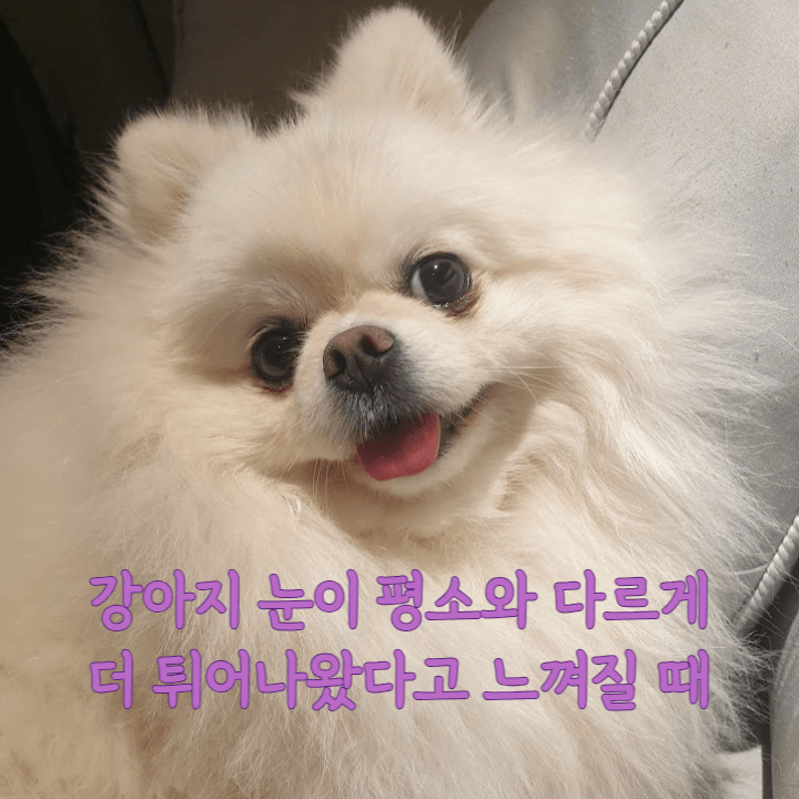 강아지의 눈이 평소와 다르게 툭 튀어나왔어요! 1 ywAAAAAAQABAAACAUwAOw==