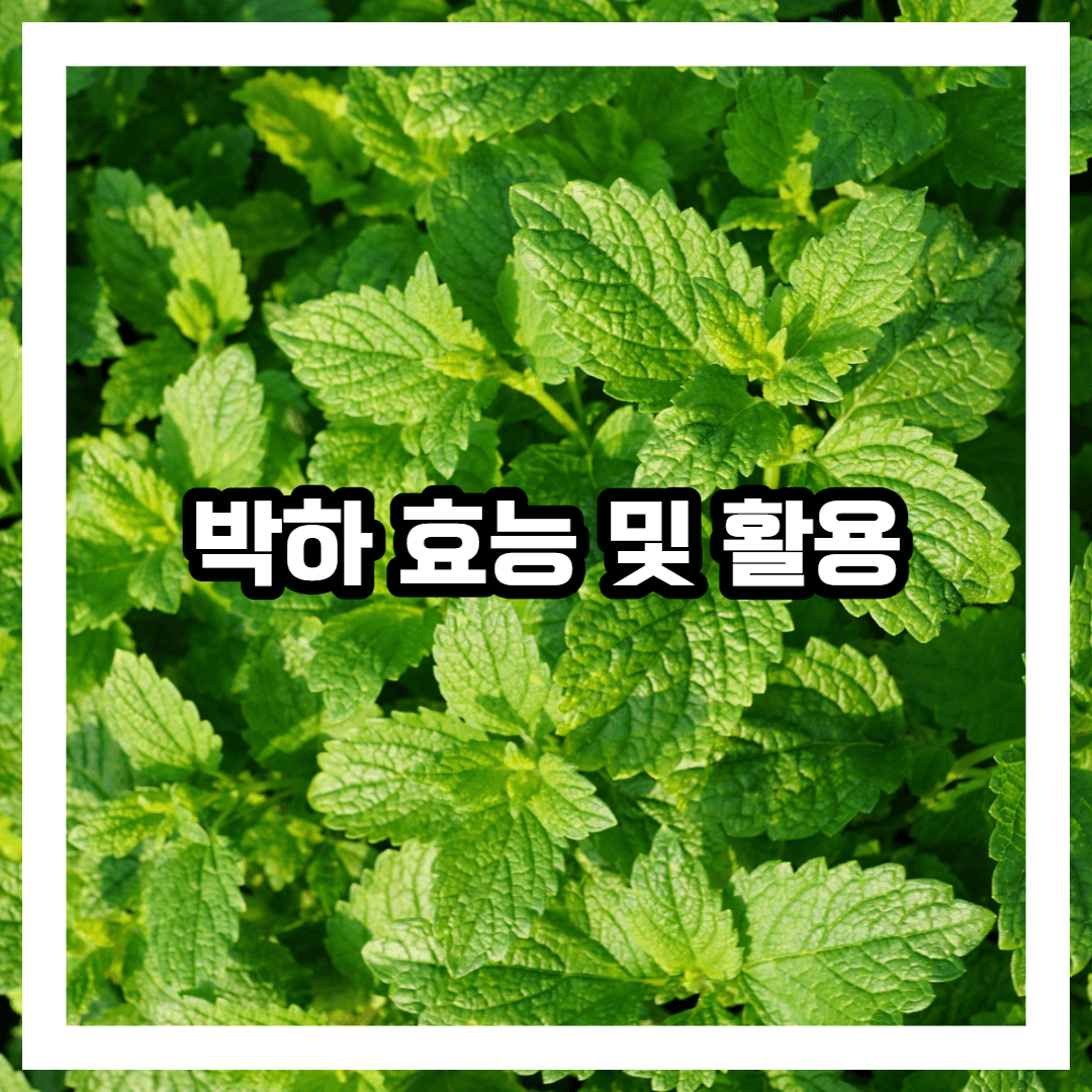박하 특징 및 효능 활용법 박하즙 박하차 부작용 한꺼번에 정리