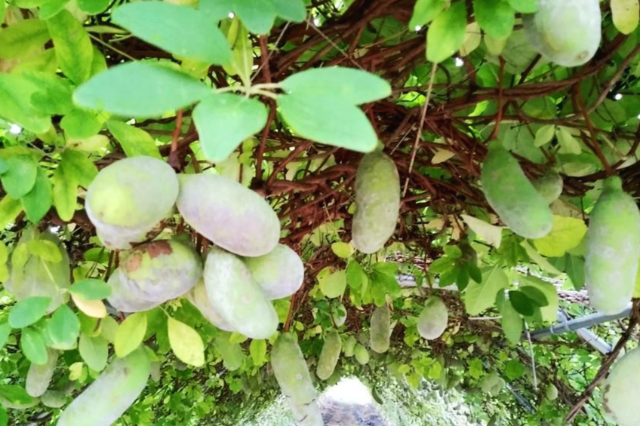 으름 덩굴 성분 및 효능, 씨앗, 뿌리, 열매