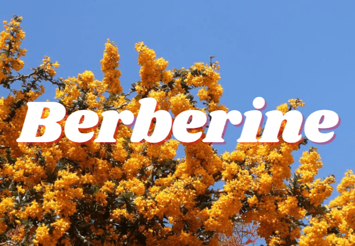 중년에게 필요한 영양제 : 베르베린 1 Berberine
