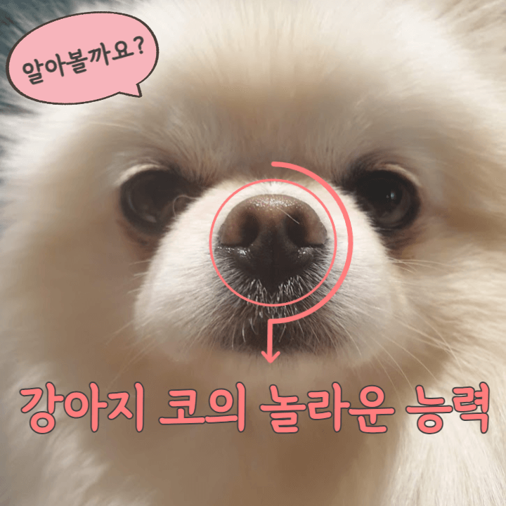 당신이 몰랐던 반려견 코의 놀라운 후각에 관한 사실 7가지 1 강아지-코