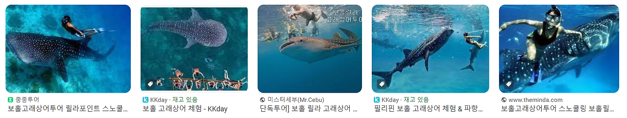 필리핀 보홀 고래상어 릴라 현지 투어 가이드 가격 체험 후기 17 ywAAAAAAQABAAACAUwAOw==