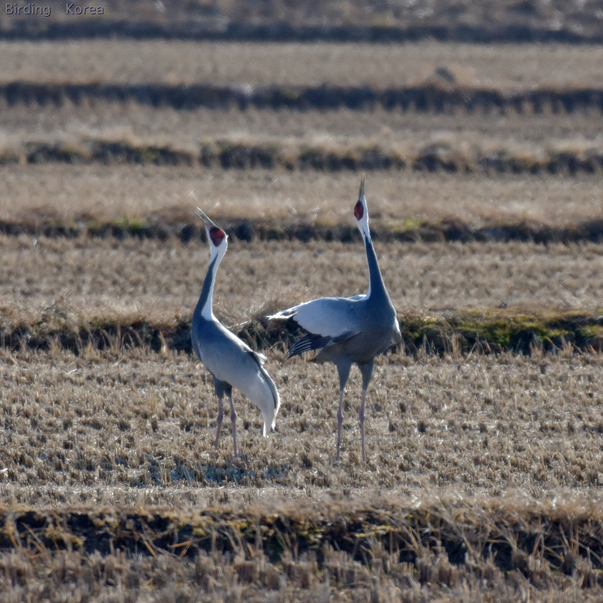 7 kinds of Cranes in South Korea