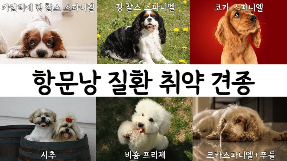 강아지 항문낭은 꼭 짜줘야 할까? 2 항문낭질환취약견종