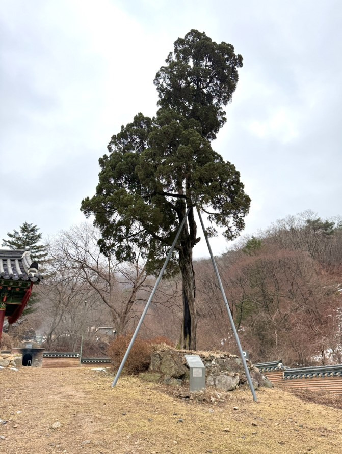 파주 가볼만한곳 :: 영조의 효심 천년사찰 고령산 보광사 후기 (ft. 주차팁) 35 ywAAAAAAQABAAACAUwAOw==