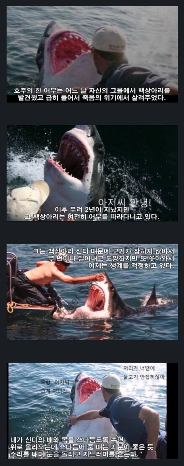 상어를 구해준 어부의 최후