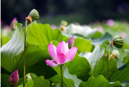 7월 휴가 여행 완벽가이드 | 놓치지 말아야 할 전국 7월 꽃축제 총정리