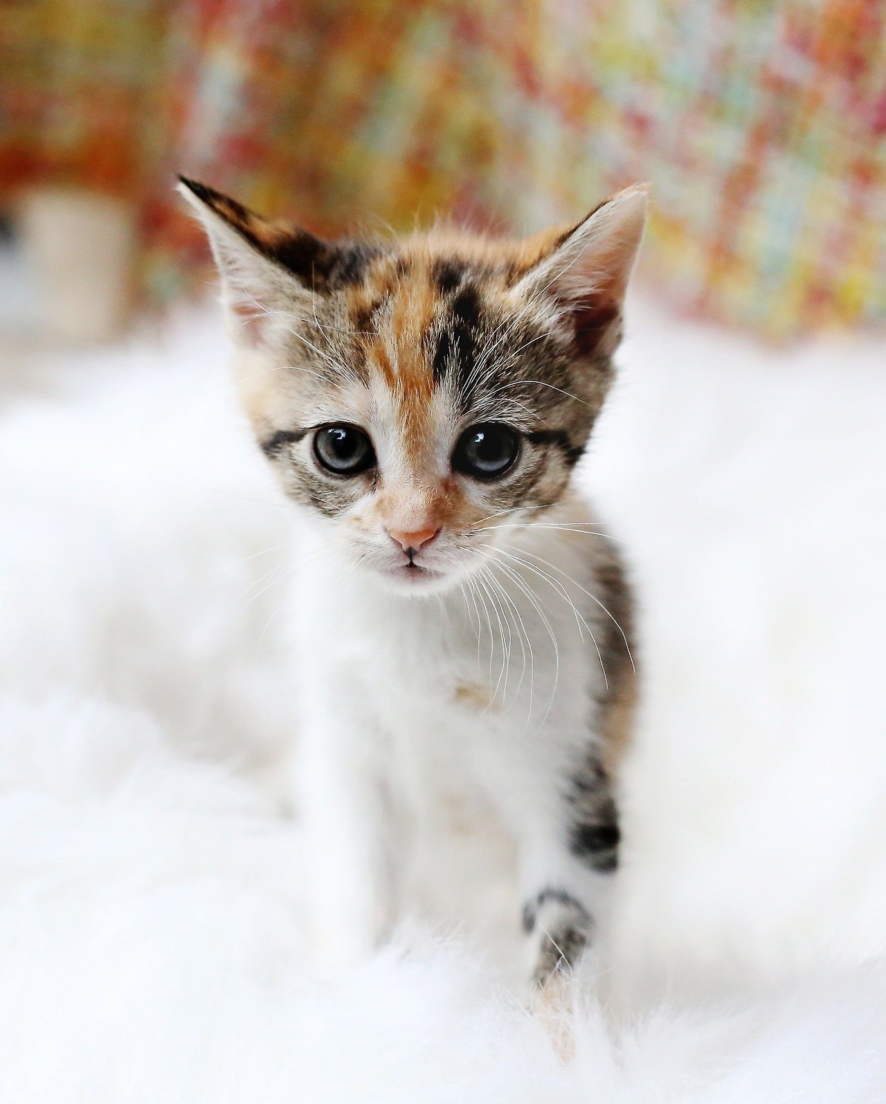 아이폰 고양이 FHD 배경화면 바탕화면 (iPhone pictures of cat wallpaper background