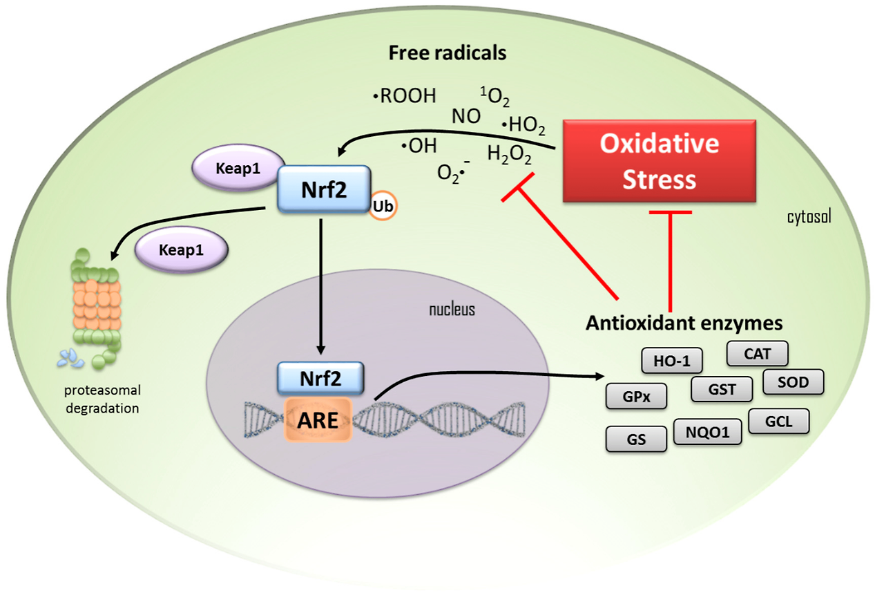 [Nrf2 signaling Pathway]