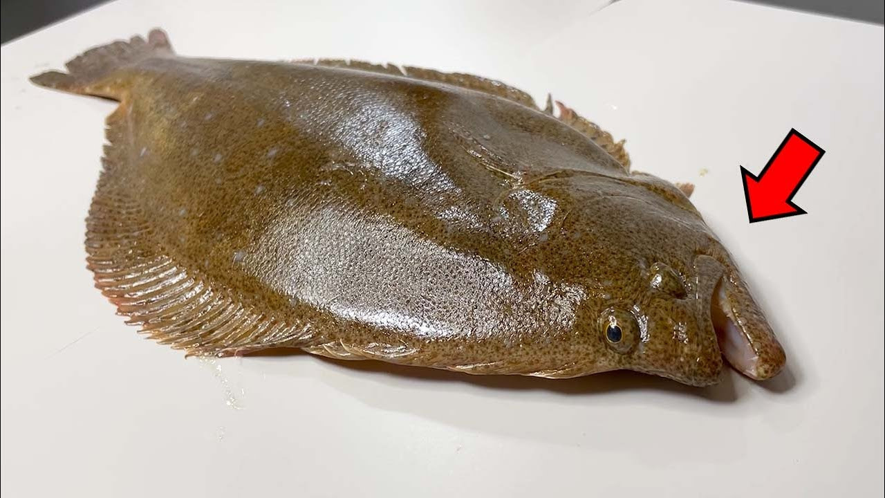 가자미 넙치 차이 알아보자