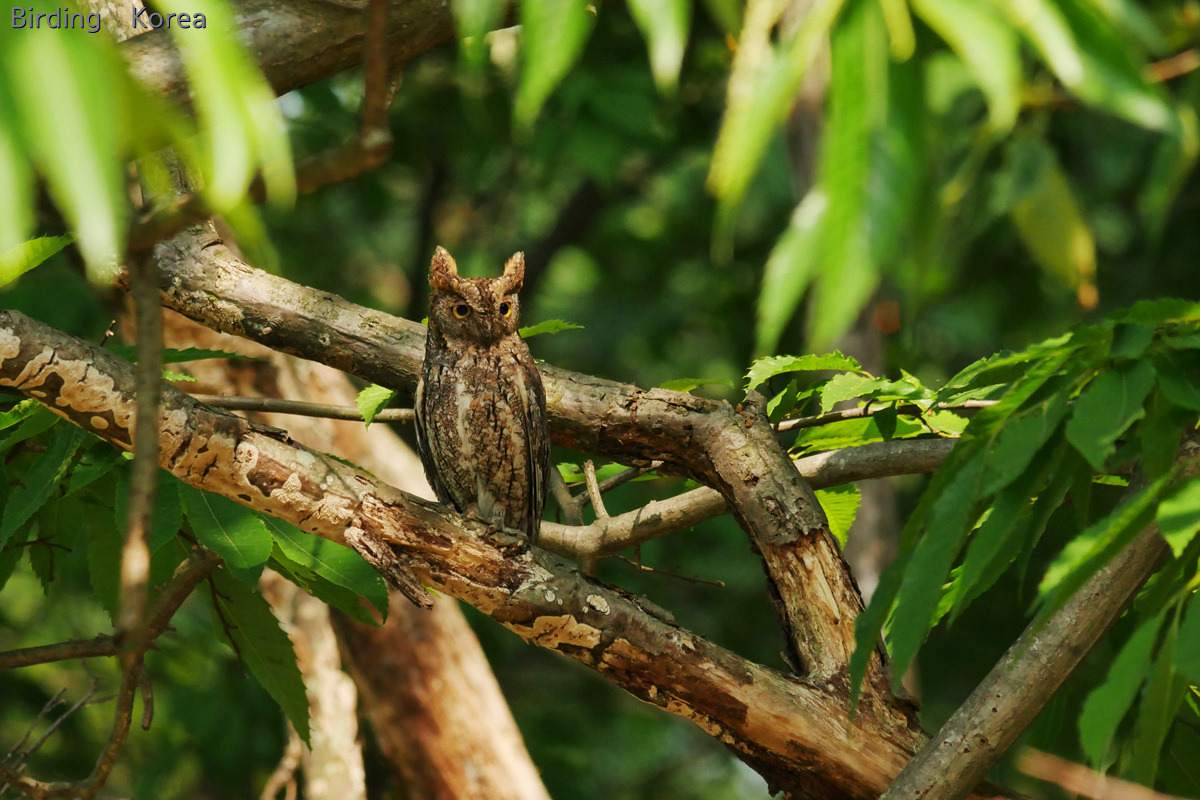 Raptors & Owls in South Korea