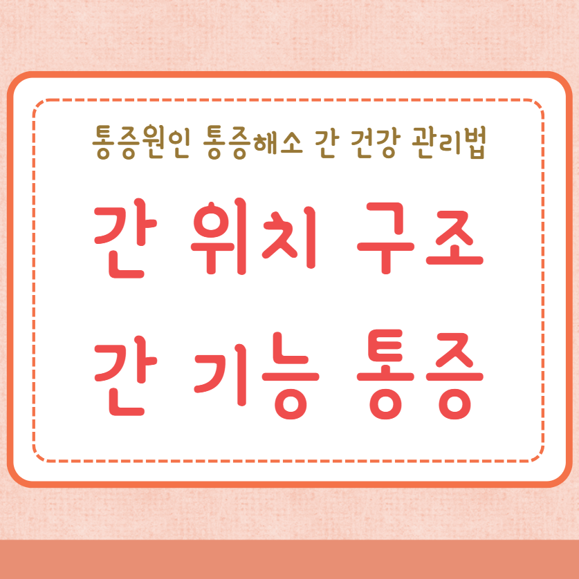 간 위치 구조 간의 기능 통증원인 통증해소 간 건강 관리법 - 푸린스