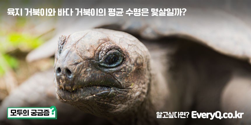 육지거북이와 바다거북이의 평균 수명은 몇살일까? (육지거북 수명, 바다거북 수명, 거북이 수명)