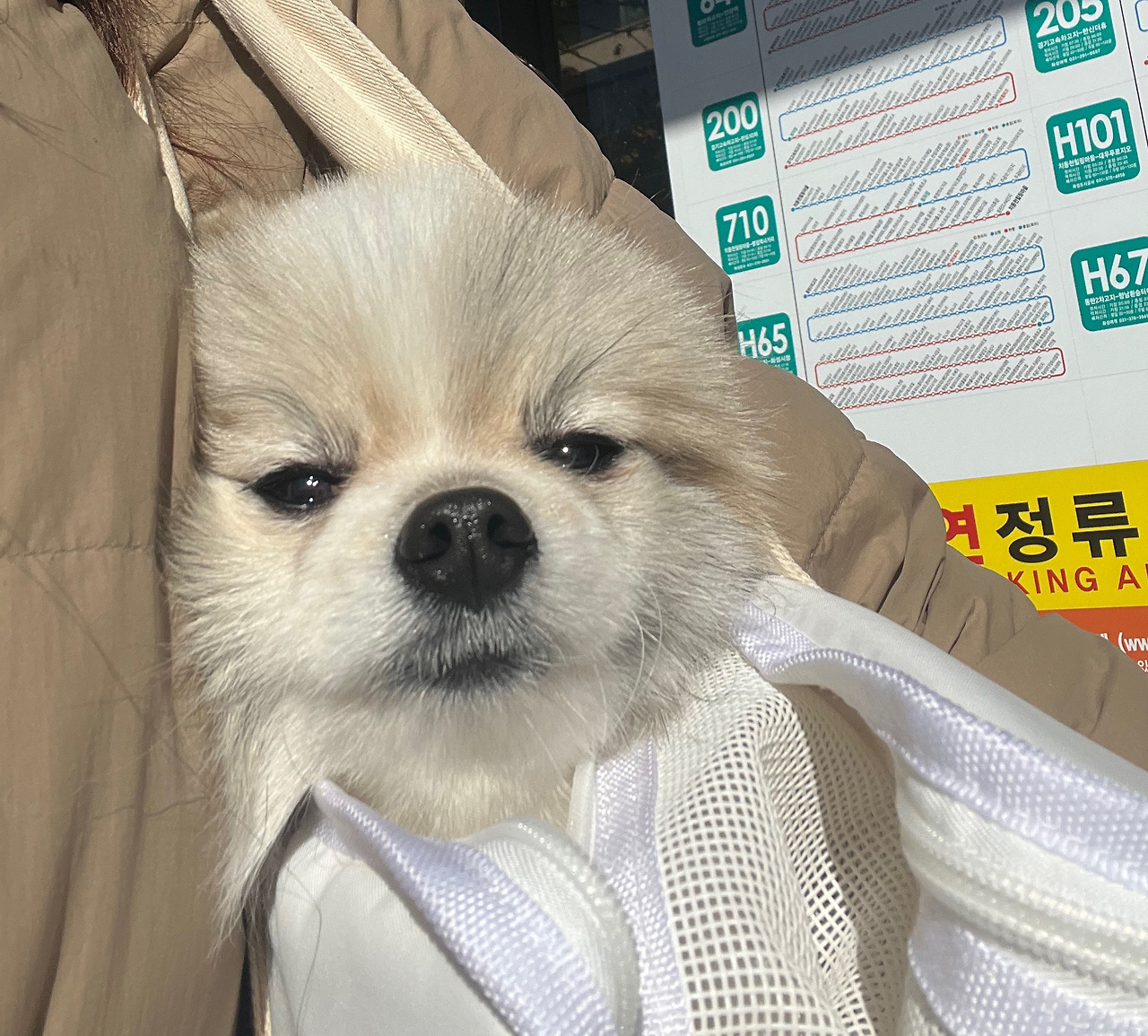 강아지 구토 이유 및 대처 방법