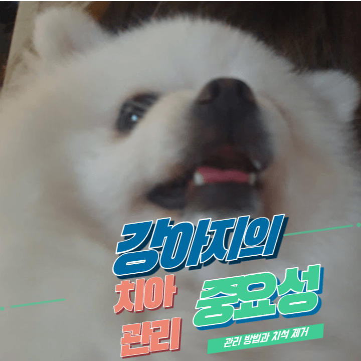 강아지 수명 연장의 필수 조건 : 치아 건강 관리의 중요성은? 2 ywAAAAAAQABAAACAUwAOw==