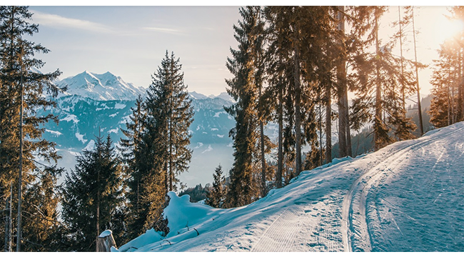 ëì¤ ë» ì ë ë° ì¸ì¬ë§ :: gardenlnad