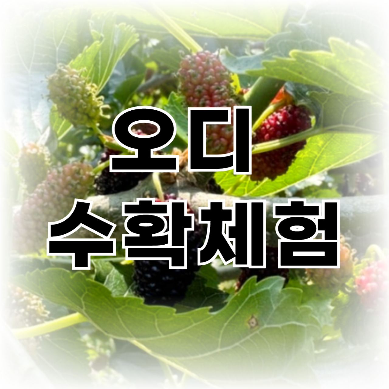 아로스 팝업