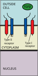 [생물학] TGF beta signaling pathway 에 대한 정리