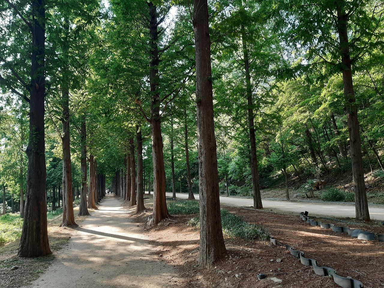 2.2km 연초록빛 향연! 월드컵공원 메타세쿼이아길 6 ywAAAAAAQABAAACAUwAOw==