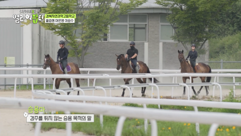 근대 5종 국가대표 전웅태 선수 코치였다는 승마계 오은영 | 인스티즈