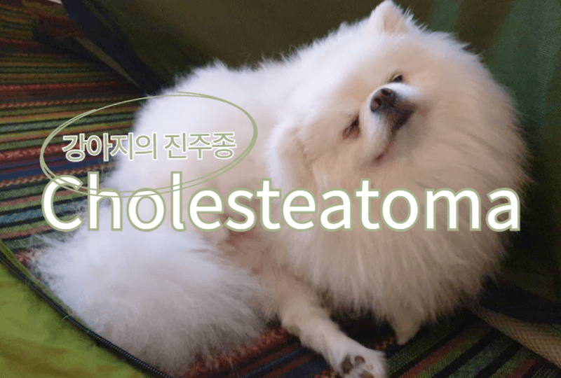고막 안쪽에 생기는 종양: 강아지 진주종(Cholesteatoma) 1 Cholesteatoma