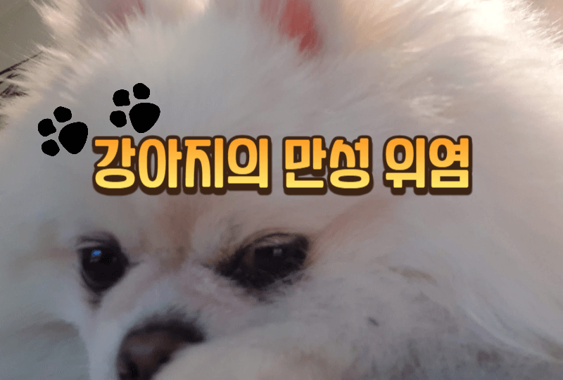 정기적인 구토와 염증: 강아지의 만성 위염 1 강아지의-만성-위염